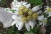Edelweiss