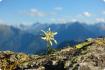 Edelweiss