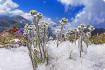 Edelweiss