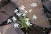 Edelweiss