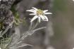 Edelweiss