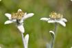 Edelweiss