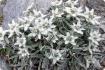 Edelweiss