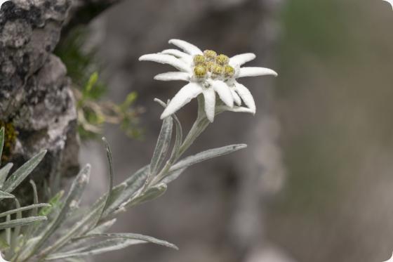 Edelweiss
