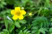 Goose Herb