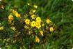 Goose Herb