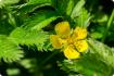 Goose Herb