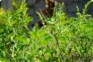 Holy Tulsi basil