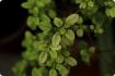 Holy Tulsi basil