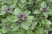 Holy Tulsi basil