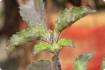 Holy Tulsi basil