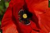 Corn poppy