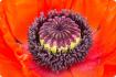 Corn poppy