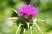 Mariendistel