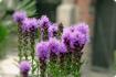 Mariendistel