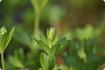 Waldmeister