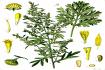 Wormwood