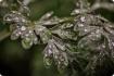 Wormwood