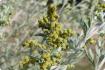 Wormwood