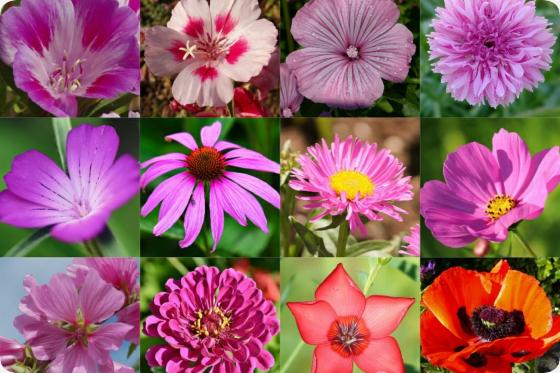 Meine Welt ist rosa - Samenbälle