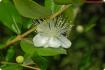 Real myrtle / bridal myrtle