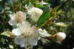Real myrtle / bridal myrtle