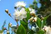Real myrtle / bridal myrtle