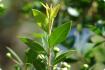 Real myrtle / bridal myrtle