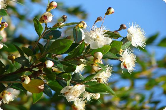 Real myrtle / bridal myrtle