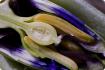 Passiflore bleue