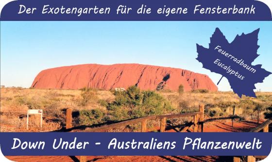Anzuchtset - Australiens Pflanzenwelt